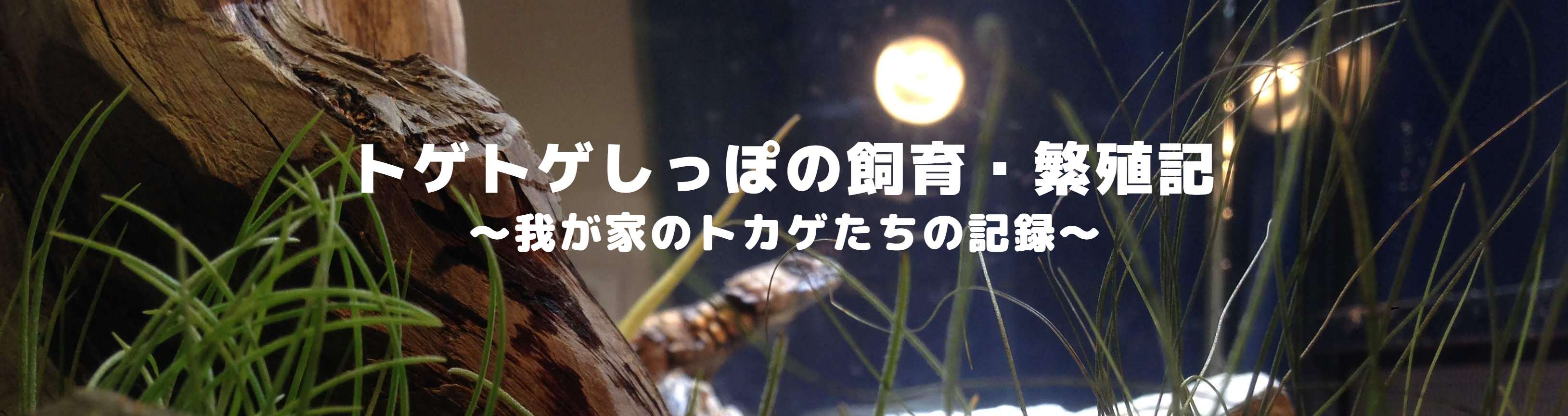 トゲトゲしっぽ ヒーロー画像 – アルマジロトカゲとデプレッサイワトカゲ